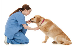 Dog Trainer in Weobley Marsh Area